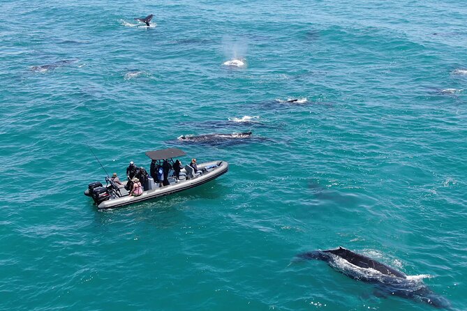 1 Day Whale Watching at Yzerfontein - Key highlights at a glance