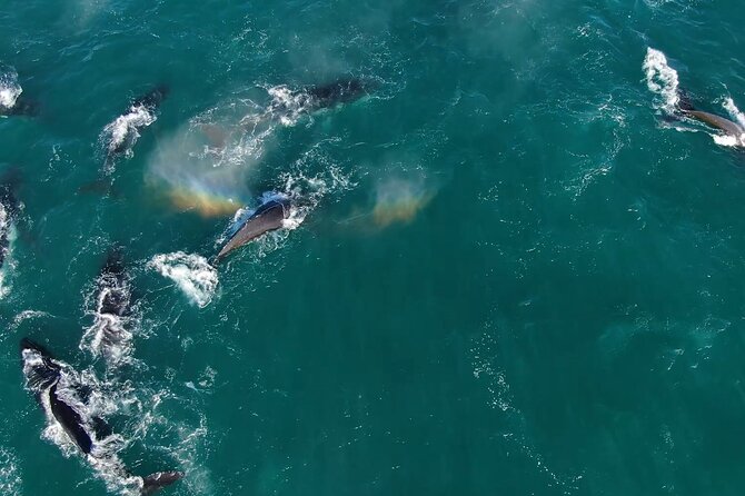 1 Day Whale Watching at Yzerfontein - Why Yzerfontein works so well in Dec to Mar