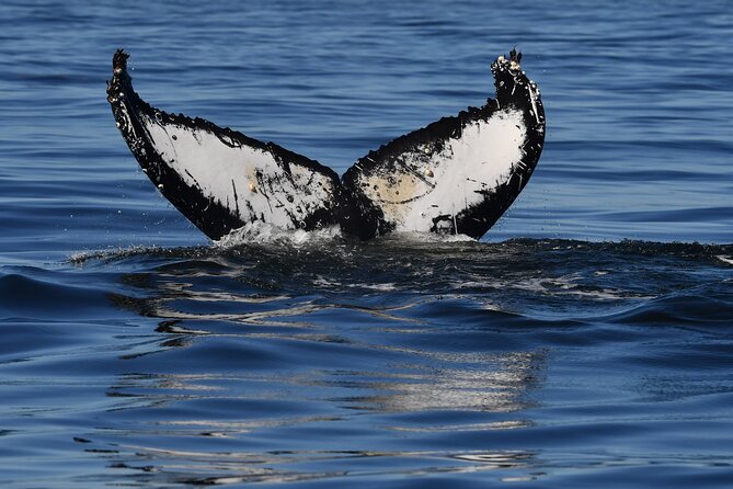 1 Day Whale Watching at Yzerfontein - What you actually do while searching for humpbacks