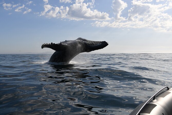 1 Day Whale Watching at Yzerfontein - The return to land: picnic lunch and what the debrief adds