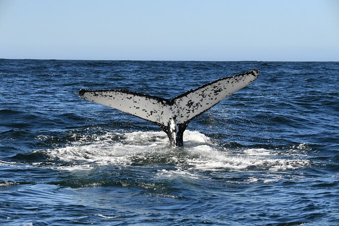 1 Day Whale Watching at Yzerfontein - What’s included, what you should bring, and gear you need