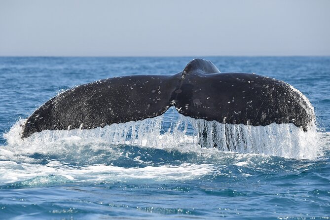1 Day Whale Watching at Yzerfontein - Price and value: is $331.87 worth it?