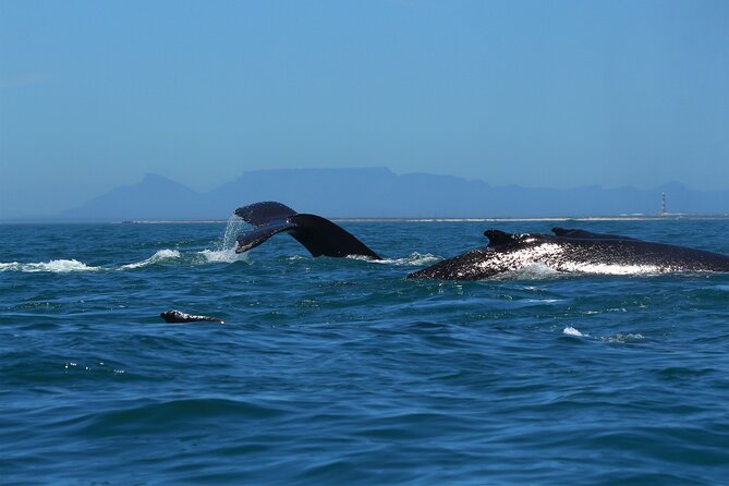 1 Day Whale Watching at Yzerfontein - Who this trip is best for (and who should skip it)