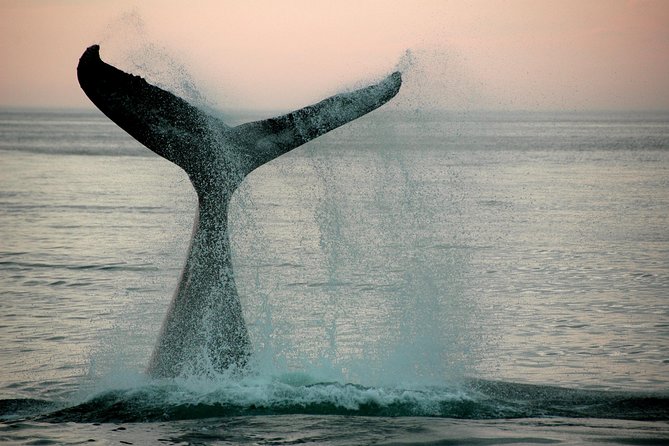 10 Day Cape & Garden Route Tour Combo with add-on accommodation - Ostrich capital and Cango Caves, then toward Addo