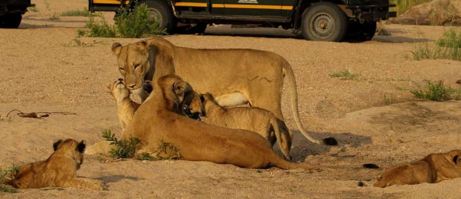 10 Day South Africa Tour Joburg to Cape Town - Garden Route time: Port Elizabeth to Addo on safari track