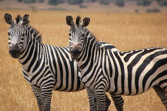 13 Day Safari - Cape Town to Johannesburg - Day 3: Robberg Nature Reserve hike plus Plettenberg Bay beach time