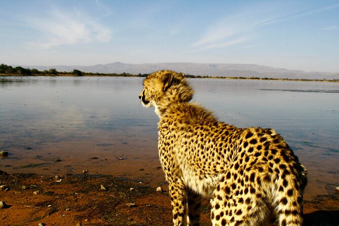 2 Day Inverdoorn Luxury Safari - Key highlights to know before you go