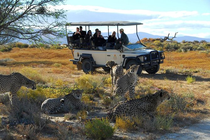 2 Day Inverdoorn Luxury Safari - Day 1 at Inverdoorn: lunch under trees, room time, then sunset safari