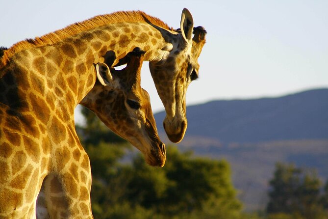 2 Day Inverdoorn Luxury Safari - Value check: is $645.50 a smart deal for two days?