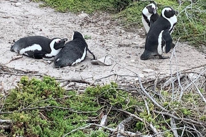 2 Day Safari Experience from Cape Town - Key highlights to know before you go