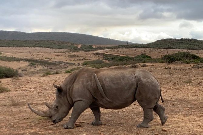 2 Day Safari Experience from Cape Town - Guides and service quality, what to look for