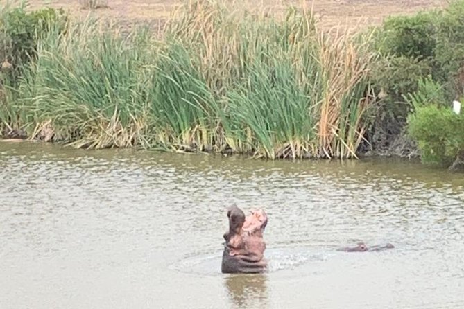 2 Day Safari Experience from Cape Town - Who this safari suits best