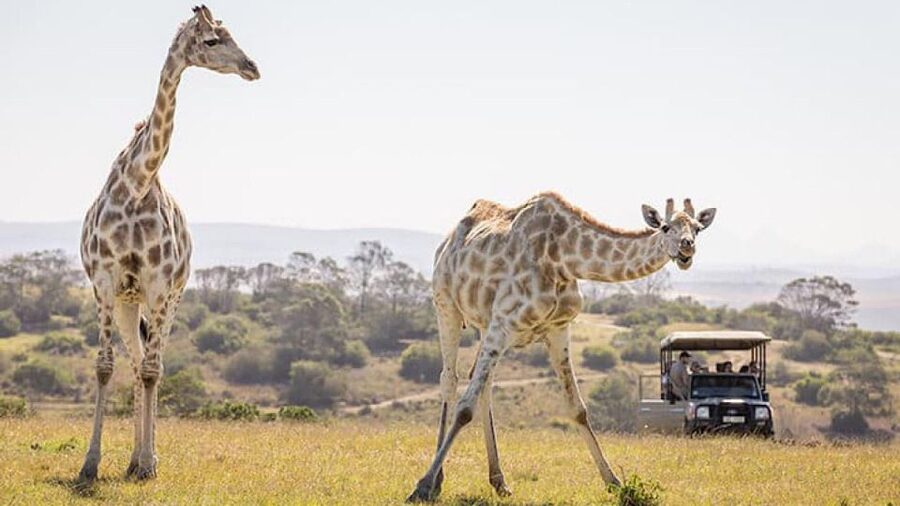 2 Day Small Group Cape Town: Garden Route Big 5 Safari Tour - Small Group Feel, Shared Vehicles, and the Early Start Reality
