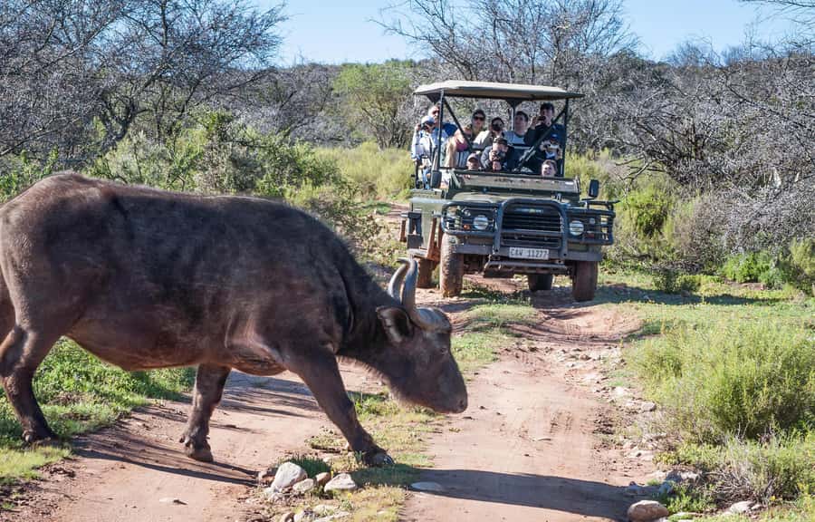 2 Day Small Group Cape Town: Garden Route Big 5 Safari Tour - Buffelsdrift Afternoon Safari: Your First Real Wildlife Push