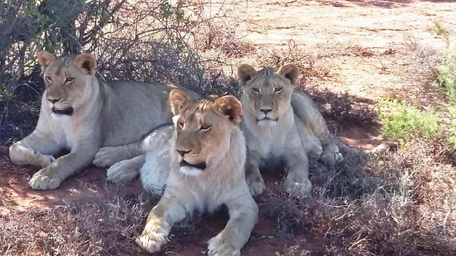 2 Day Small Group Cape Town: Garden Route Big 5 Safari Tour - Overnight at Chandelier Game Lodge: Why It Matters for the Second Day