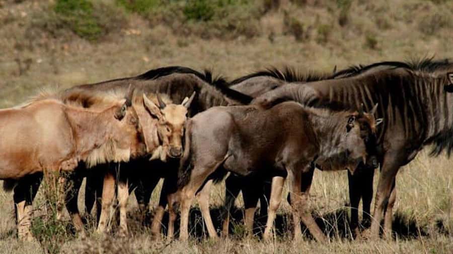 2 Day Small Group Cape Town: Garden Route Big 5 Safari Tour - Giraffes and Ostriches: Up Close, Timed, and Included