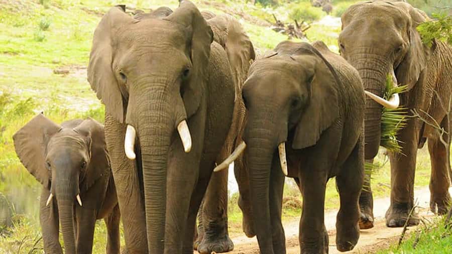 2 Day Small Group Cape Town: Garden Route Big 5 Safari Tour - Botlierskop Big 5 Safari: The 3-Hour Animal Window