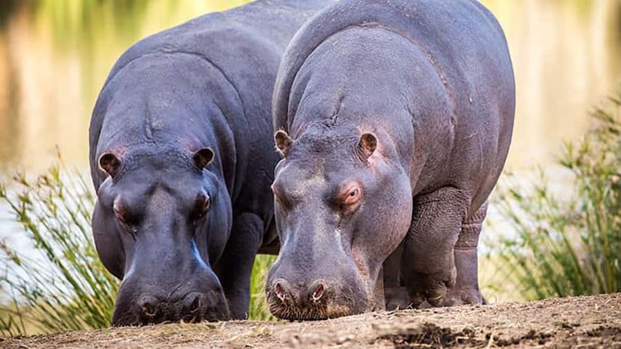 2 Day Small Group Cape Town: Garden Route Big 5 Safari Tour - Elephant Experience, and Why Included Fees Help Your Budget
