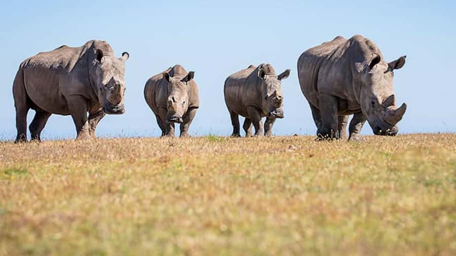 2 Day Small Group Cape Town: Garden Route Big 5 Safari Tour - Price and Value: Is $1,908 per Person Worth It?