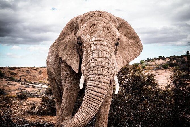 2 Day Small Group Garden Route Big 5 Safari Tour from Cape Town - Cango Caves Heritage Tour in Oudtshoorn: More Than a Quick Stop