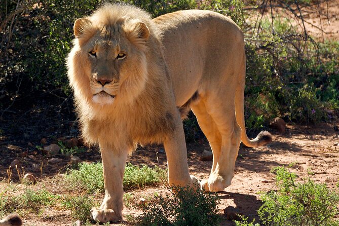 2 Day Small Group Garden Route Big 5 Safari Tour from Cape Town - Botlierskop Private Game Reserve Big 5 Drive: Your Main Wildlife Payoff