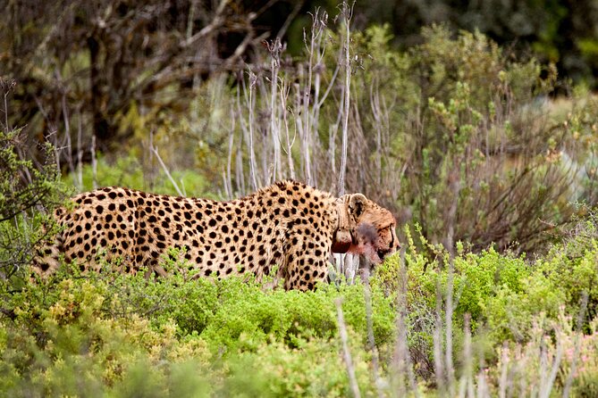 2 Day Small Group Garden Route Big 5 Safari Tour from Cape Town - Should You Book This 2-Day Garden Route Big 5 Safari?