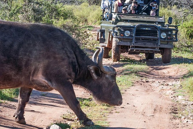 2 Day South African Wildlife Tour with 4x4 Safari from Cape Town - Oudtshoorn overnight: using the stop to feel the Klein Karoo in real life