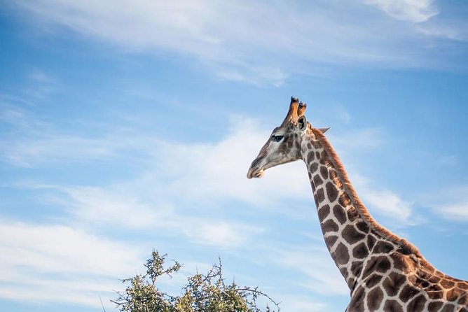 2 Day South African Wildlife Tour with 4x4 Safari from Cape Town - Route 62 return to Cape Town: when the ride becomes part of the safari