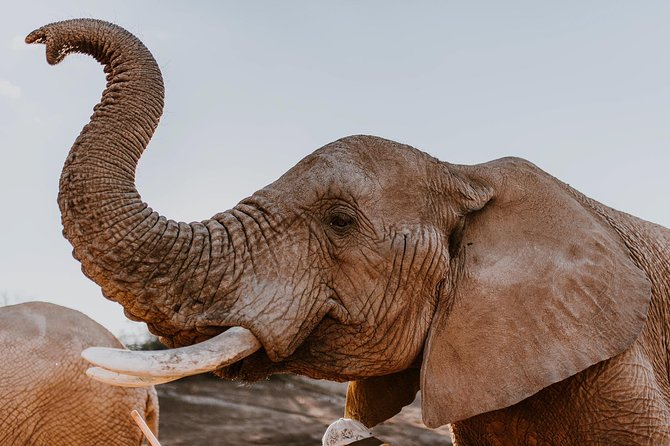 2 Day Wild Heart Western Cape Safari Tour with Private Transfers - Key highlights to know before you go