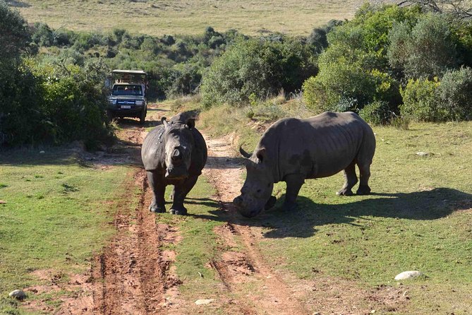 2 Day Wild Heart Western Cape Safari Tour with Private Transfers - From Cape Town at pickup time, you get the driving done for you
