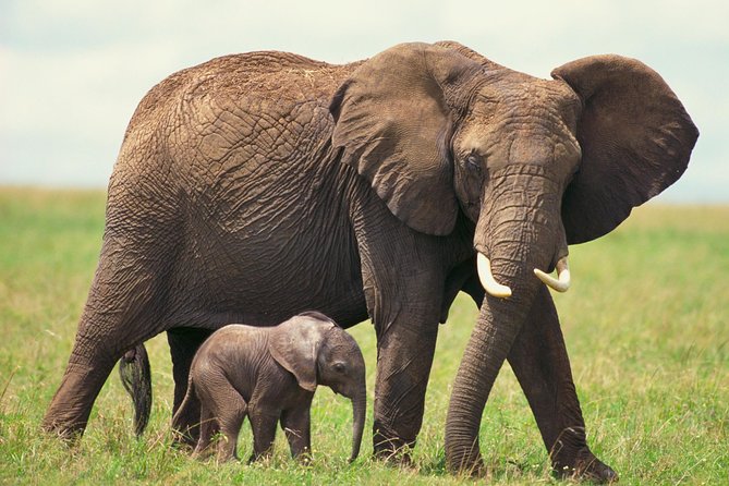 2 Day Wild Heart Western Cape Safari Tour with Private Transfers - Buffelsdrift Game Lodge and the open-topped bush drive