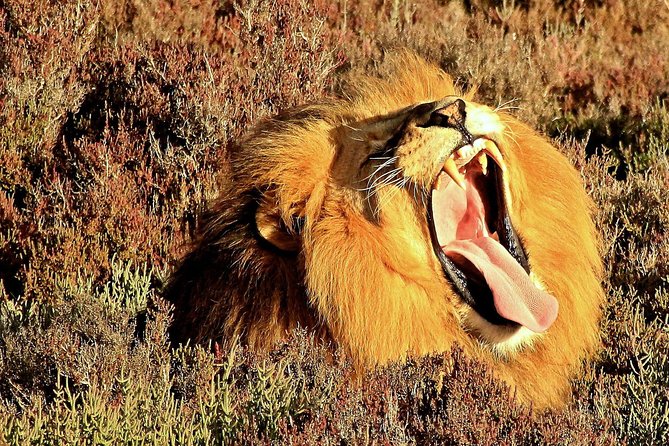 2 Day Wild Heart Western Cape Safari Tour with Private Transfers - Route 62 return to Cape Town: scenic driving with a real timing reality