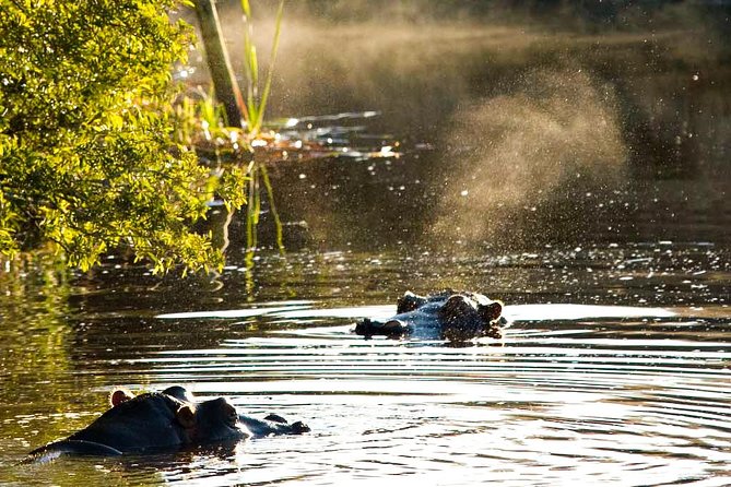 2-Hour Game Drive at the Plettenberg Bay Game Reserve - From the N2 to the bush: the Garden Route part you should not skip