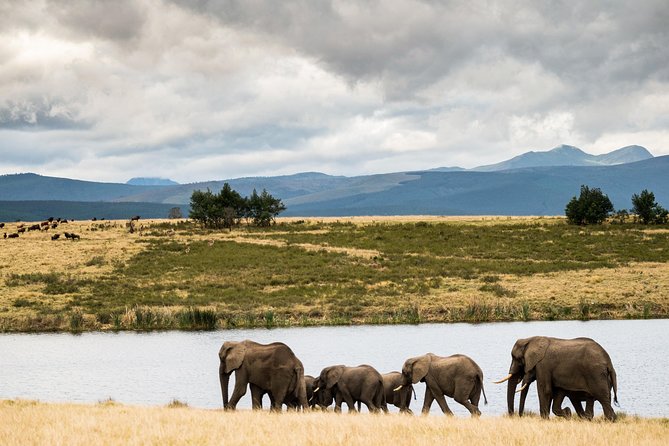 2-Hour Game Drive at the Plettenberg Bay Game Reserve - What you might see on the drive, and where the best moments tend to happen