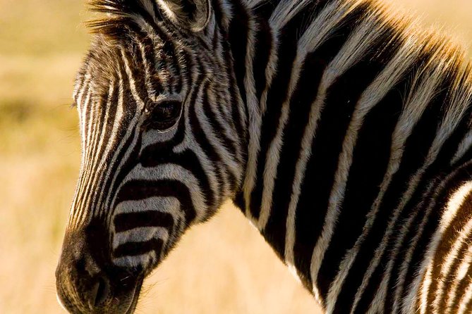2-Hour Game Drive at the Plettenberg Bay Game Reserve - Rangers make or break the safari experience