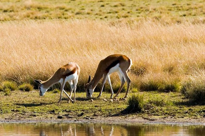 2-Hour Game Drive at the Plettenberg Bay Game Reserve - Morning vs afternoon: choosing the departure that matches your day