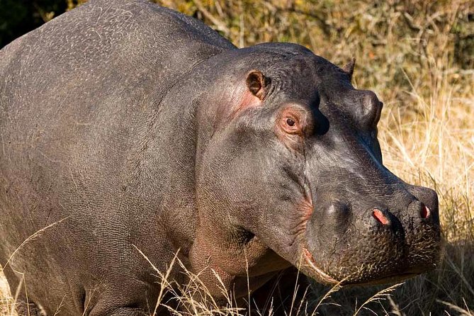 2-Hour Game Drive at the Plettenberg Bay Game Reserve - Practical tips that help you get more out of two hours