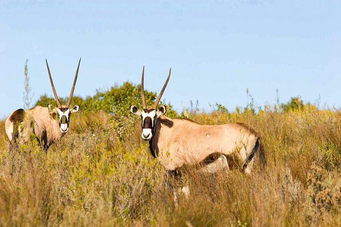 2-Hour Game Drive at the Plettenberg Bay Game Reserve - Big Five odds, but with an important reality check