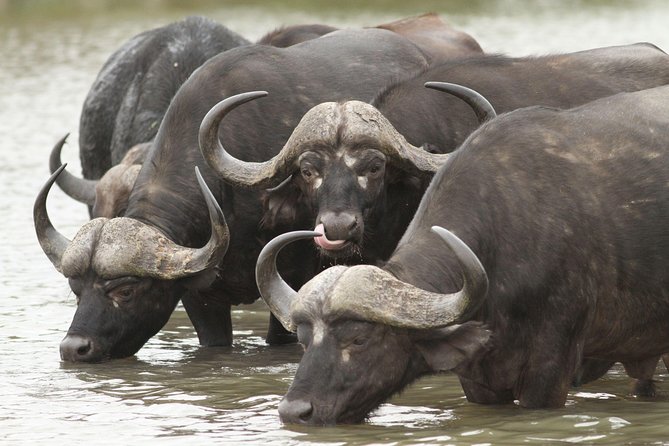 2-Nights 5-star Sanbona Game Reserve with private transfers to and from Sanbona - How Sanbona’s private setting changes the safari feel