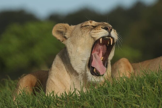 2hr Guided Game Drive at 10h00; Kragga Kamma Game Park Ticket - Guide style that turns spotting into learning (and photos)