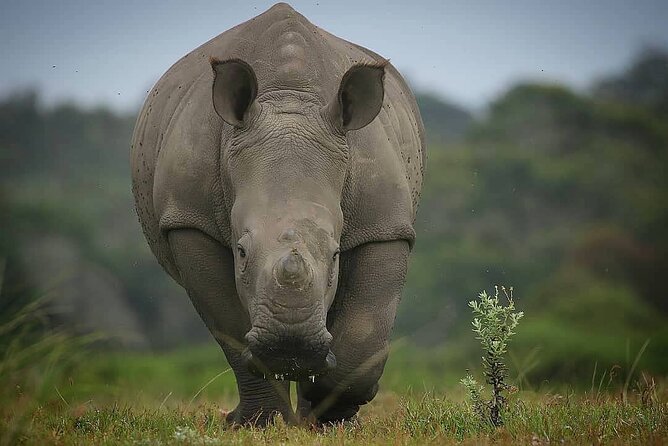 2hr Guided Game Drive at 10h00; Kragga Kamma Game Park Ticket - Food and drinks: plan for purchases during your 2-hour outing