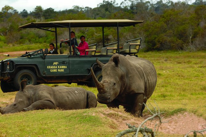 2hr Guided Game Drive at 10h00; Kragga Kamma Game Park Ticket - Rhino, buffalo, giraffe, zebra, and the “big moments” feeling