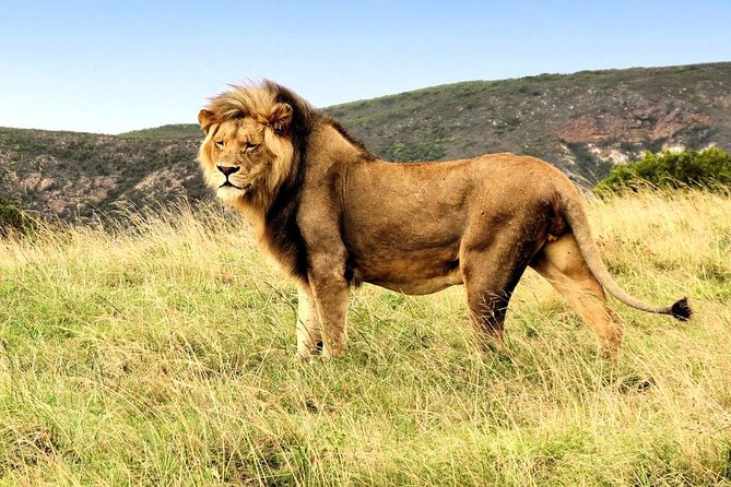 3 Day Garden Route Highlights and Safari with Private Transfers - Day 1: Route 62 to Oudtshoorn, With Cango Caves as Your First Big Hit