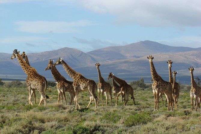 3 Day Garden Route Highlights and Safari with Private Transfers - Day 2: Elephants Optional, Then Bloukrans Bridge and a Canoe in Wilderness