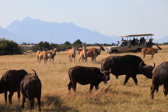 3 Day Garden Route Highlights and Safari with Private Transfers - Pace, Flexibility, and Weather Reality Checks