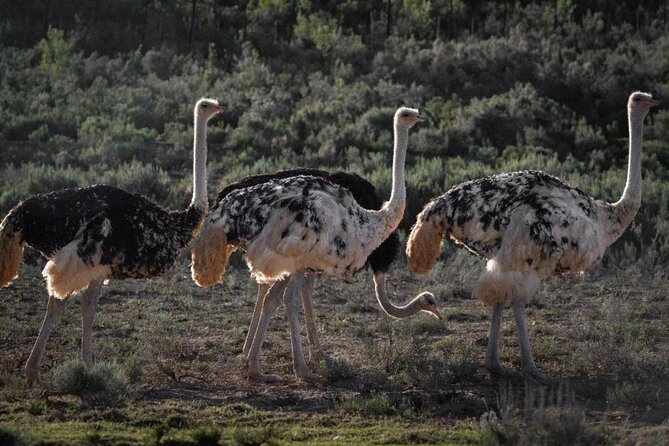 3 Day Garden Route Private Tour - Why this private Garden Route plan feels easier than renting a car