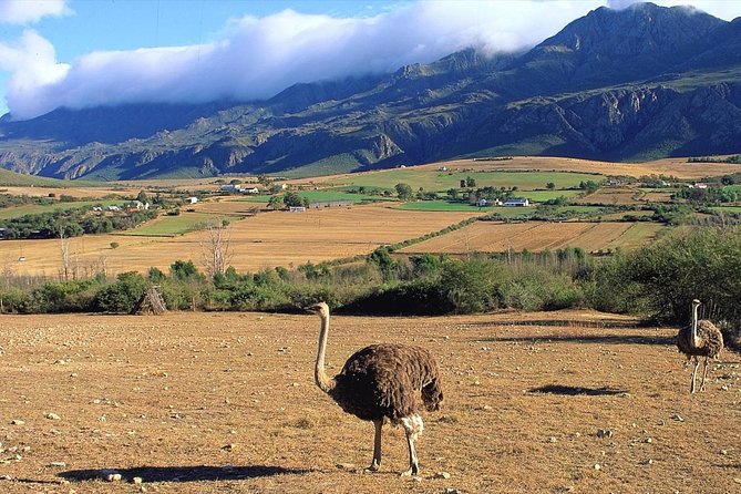 3 Day Garden Route's Best Highlights with Safari from Cape Town - Pacing and comfort: the part you should plan for, not pretend away