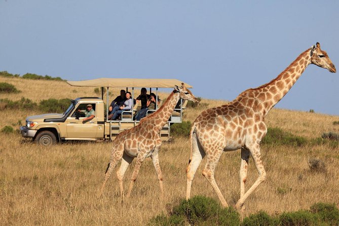 3 Day Garden Route's Best Highlights with Safari from Cape Town - Accommodation reality check: good for value, varies by stop