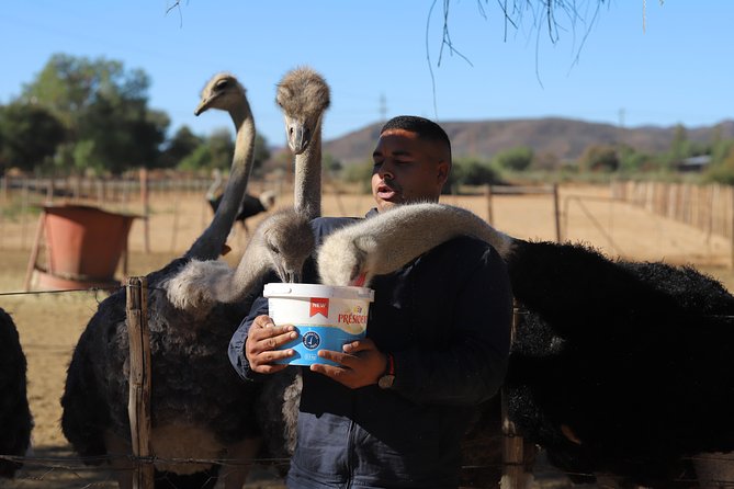 3 Day Garden Route Tour - Best Fit: Who Should Book This Tour