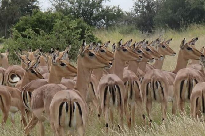 3 Day Kruger National Park Safari & Panorama Route - Why This Kruger Safari and Panorama Route Fits So Well